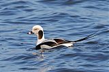 Long-tailed Duckborder=